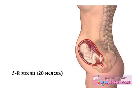 5 месяц беременности