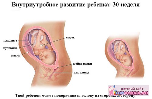 Беременность 30 недель