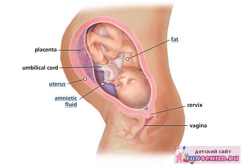 Беременность 35 недель
