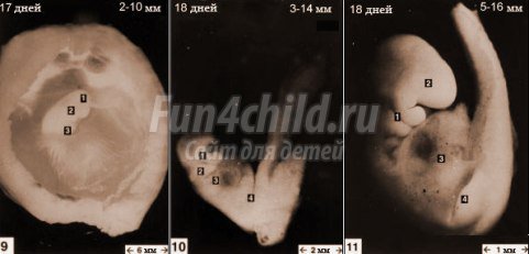 Беременность на ранних стадиях: особенности развития плода