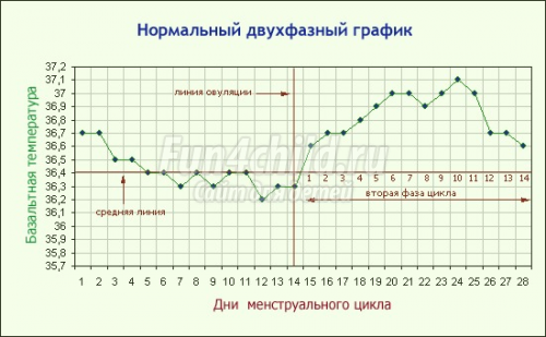 Базальная температура при ранней беременности - первый признак 