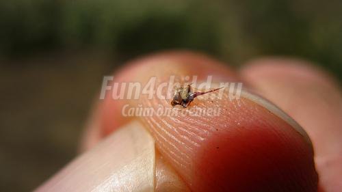 Как удалить жало пчелы