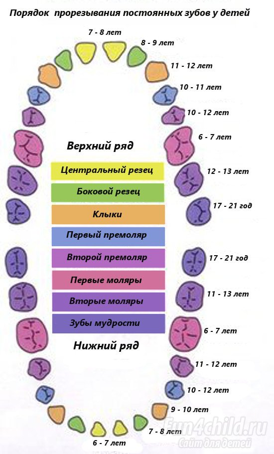 Порядок прорезывания коренных зубов у детей