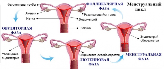 Как определить отсутствие овуляции